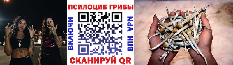 как найти   Бузулук  Псилоцибиновые грибы Magic Shrooms 
